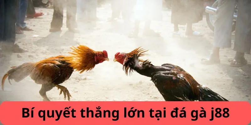 Mẹo chiến thắng tại Đá gà J88