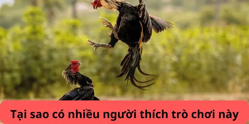 Tính minh bạch và cuống hút là điểm hấp dẫn của Đá gà J88